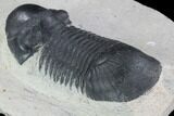 Bargain, Paralejurus Trilobite Fossil - Ofaten, Morocco #92132-4